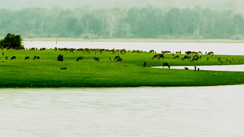 Kabini Monsoon monsoon travel